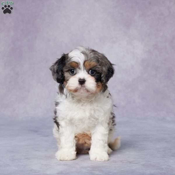 Ron, Cavapoo Puppy